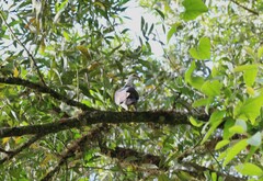 Columba leucomela