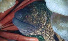 Gymnothorax flavimarginatus