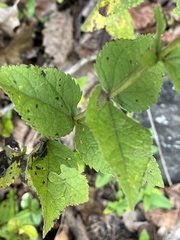 Eupatorium pubescens