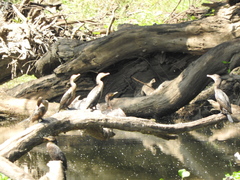 Nannopterum brasilianum