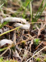 Cantharellula umbonata