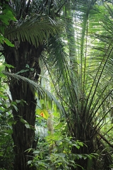 Socratea exorrhiza