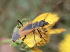 Chauliognathus limbicollis
