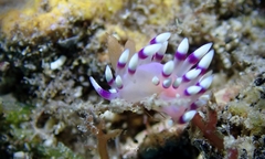 Coryphellina exoptata