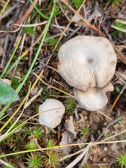 Cantharellula umbonata