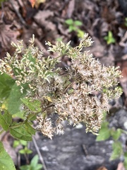 Eupatorium pubescens