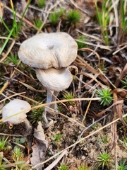 Cantharellula umbonata