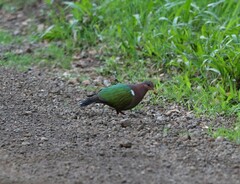 Chalcophaps longirostris