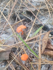 Cantharellus cinnabarinus