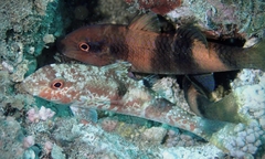 Parupeneus multifasciatus