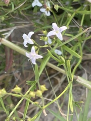 Stenaria nigricans
