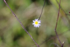 Symphyotrichum subulatum elongatum