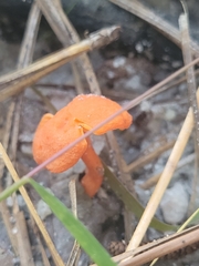 Cantharellus cinnabarinus