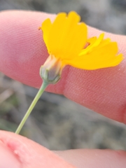Thelesperma simplicifolium