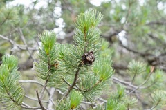 Pinus cembroides