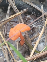Cantharellus cinnabarinus