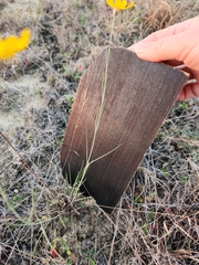 Thelesperma simplicifolium