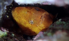 Antennatus tuberosus
