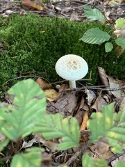 Amanita citrina