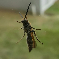 Xanthocampsomeris limosa