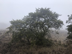 Sophora chrysophylla