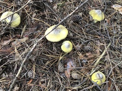 Tricholoma davisiae