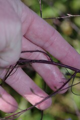 Symphyotrichum subulatum elongatum