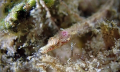 Halicampus edmondsoni