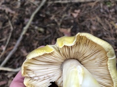 Tricholoma davisiae