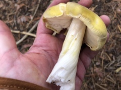 Tricholoma davisiae