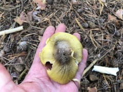 Tricholoma davisiae