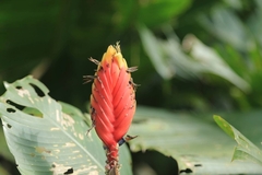 Heliconia episcopalis