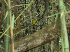Myiothlypis flaveola