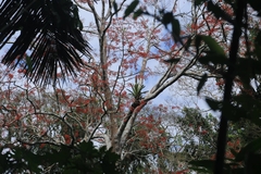 Erythrina poeppigiana