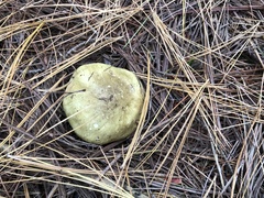 Tricholoma equestre