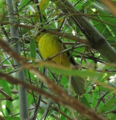 Myiothlypis flaveola