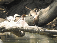 Nannopterum brasilianum