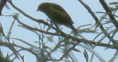 Euphonia chlorotica