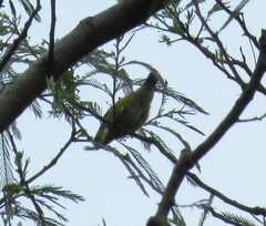 Euphonia chlorotica