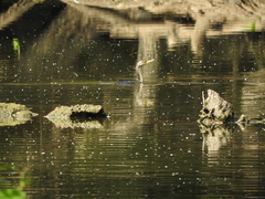 Nannopterum brasilianum