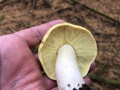 Tricholoma equestre