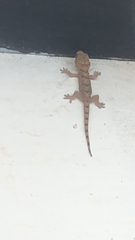 Hemidactylus mabouia