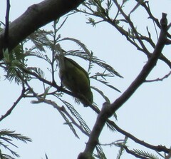 Euphonia chlorotica