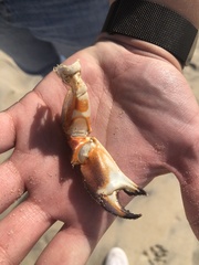 Metacarcinus anthonyi