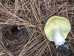 Tricholoma equestre