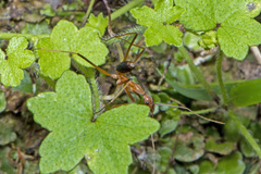 Leptomyrmex rufipes