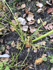 Cyperus ochraceus