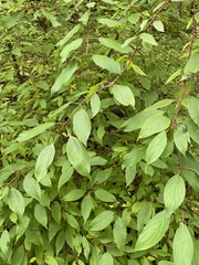 Cornus sericea
