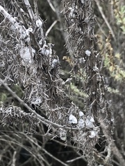 Rhopalomyia floccosa