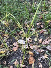 Cyperus ochraceus